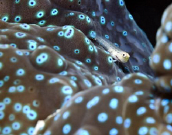 A goby resting on a the mantle of a giant clam. by Cal Mero 